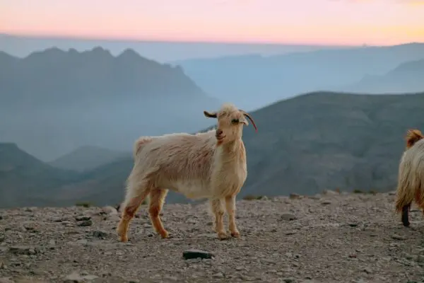 Jebel Shams Oman